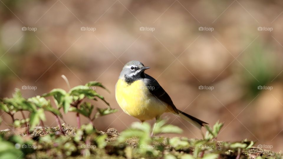 Wagtail 