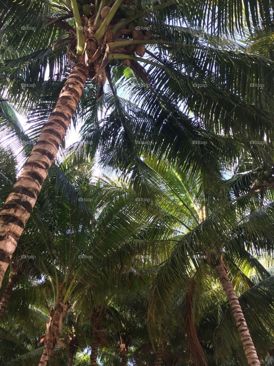 Palm trees.