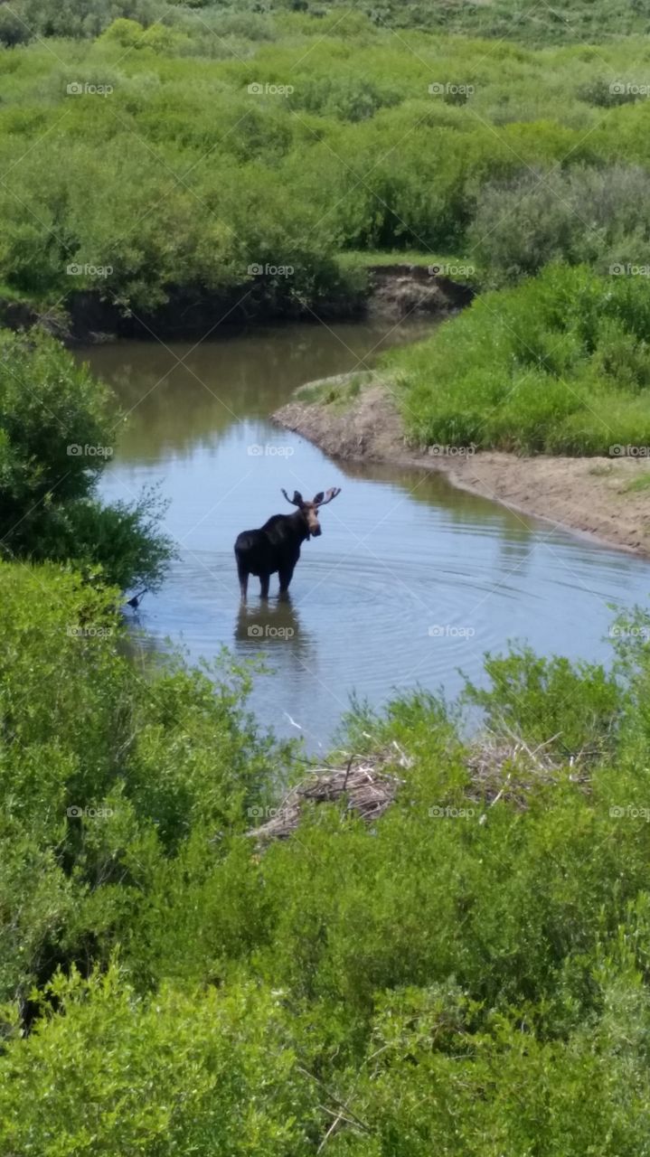 moose!!