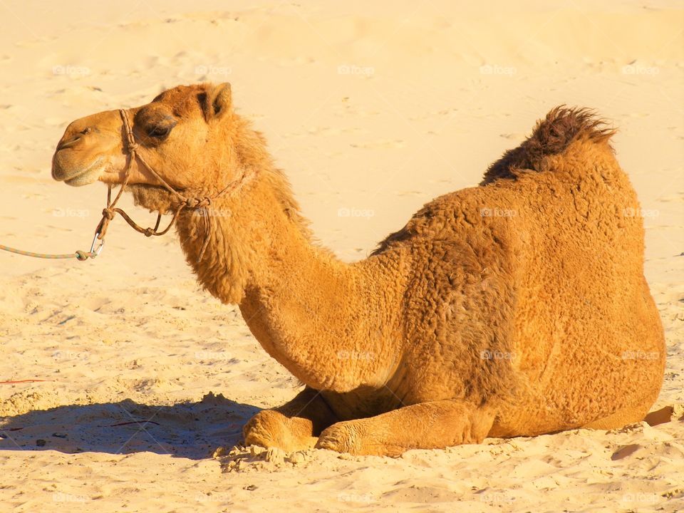 camal close up