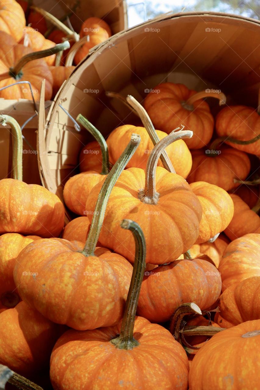 An abundance orange pumpkins tumble out of a basket at a farmer’s market during Fall season