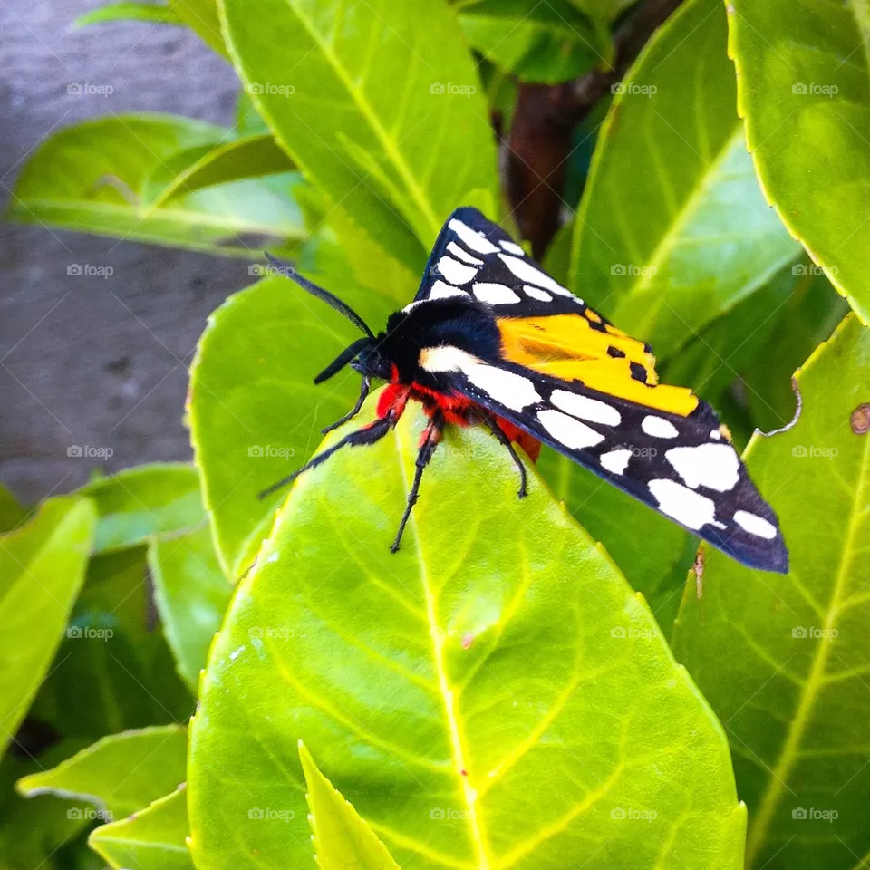 Butterfly