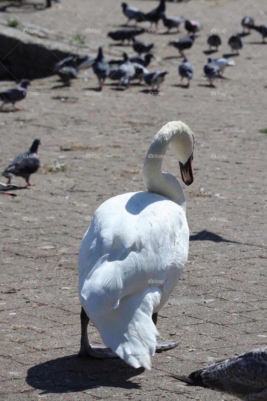 Swan walking in the park with many pigeons on background 