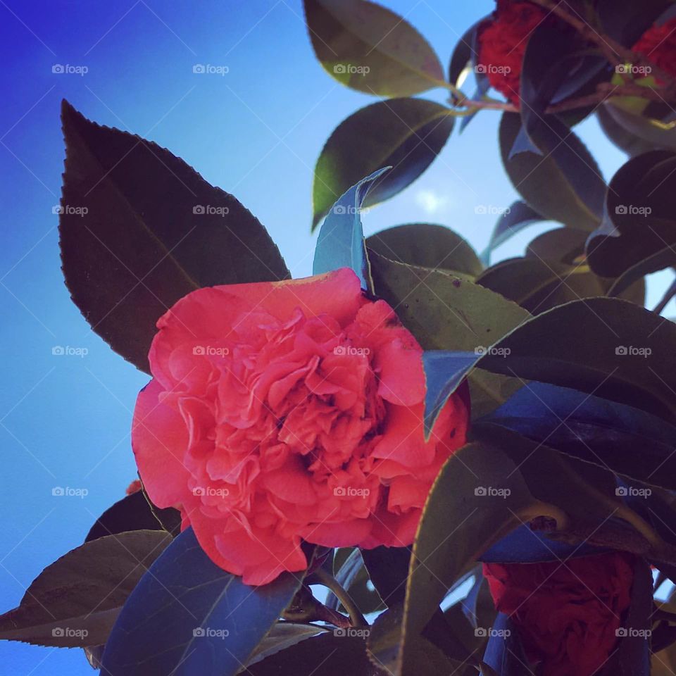 Beautiful red flower 