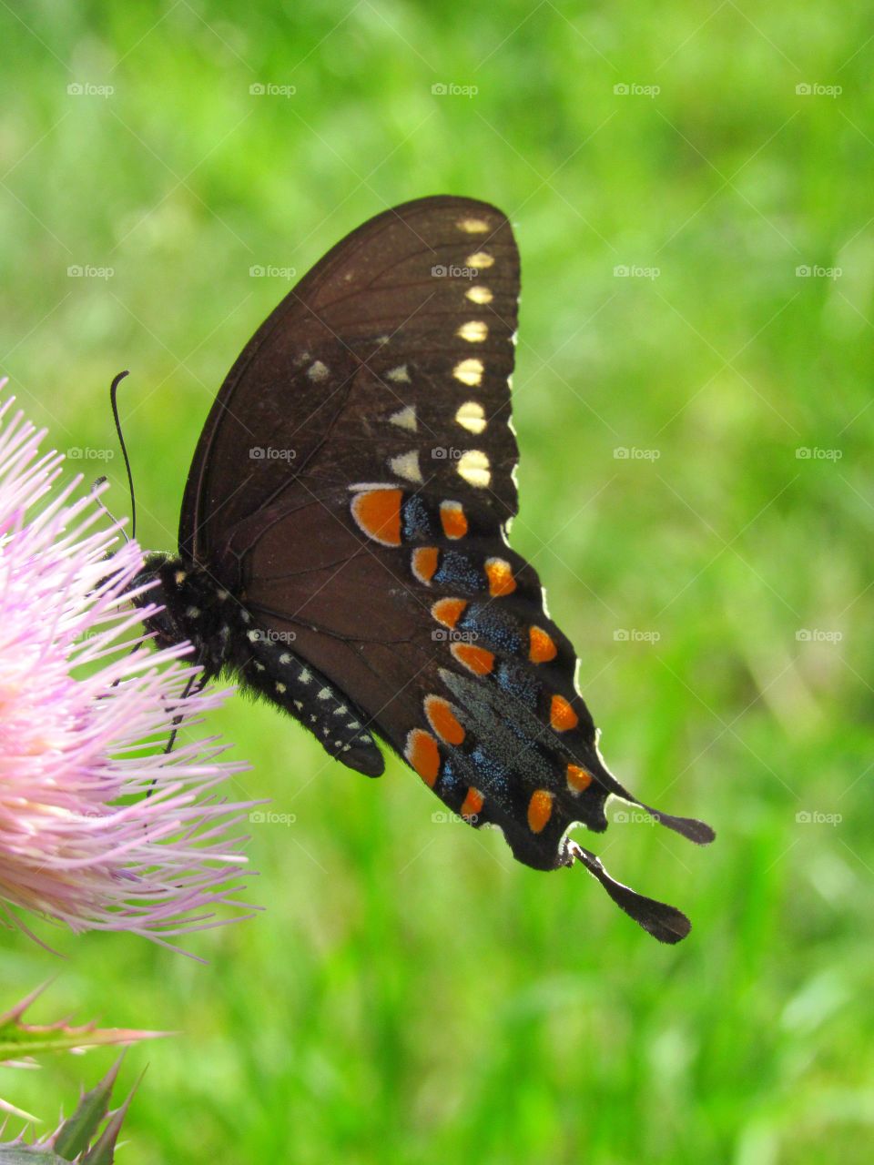 swallowtail butterfly on thistle flower outdoors