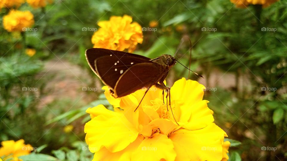 A little butterfly perched on a yellow flower that was in bloom.