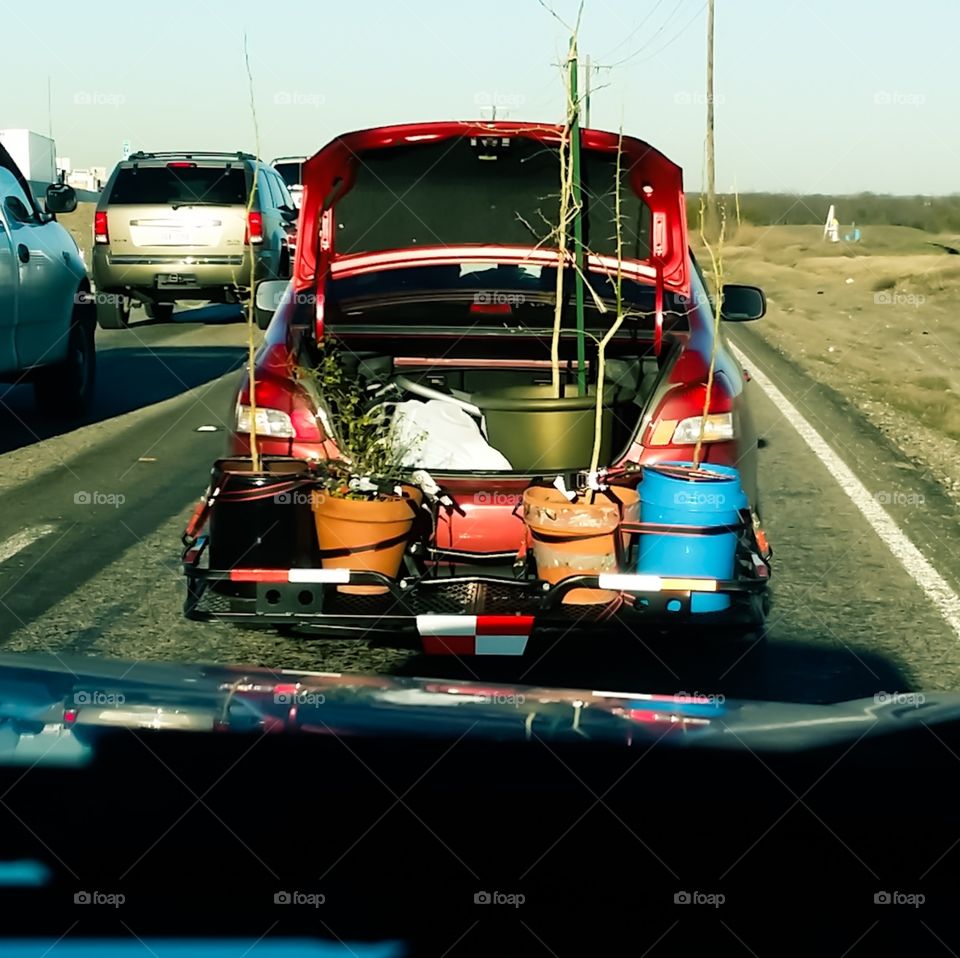 Crazy Plant people with many pots and plants in the trunk of a car stuck in traffic