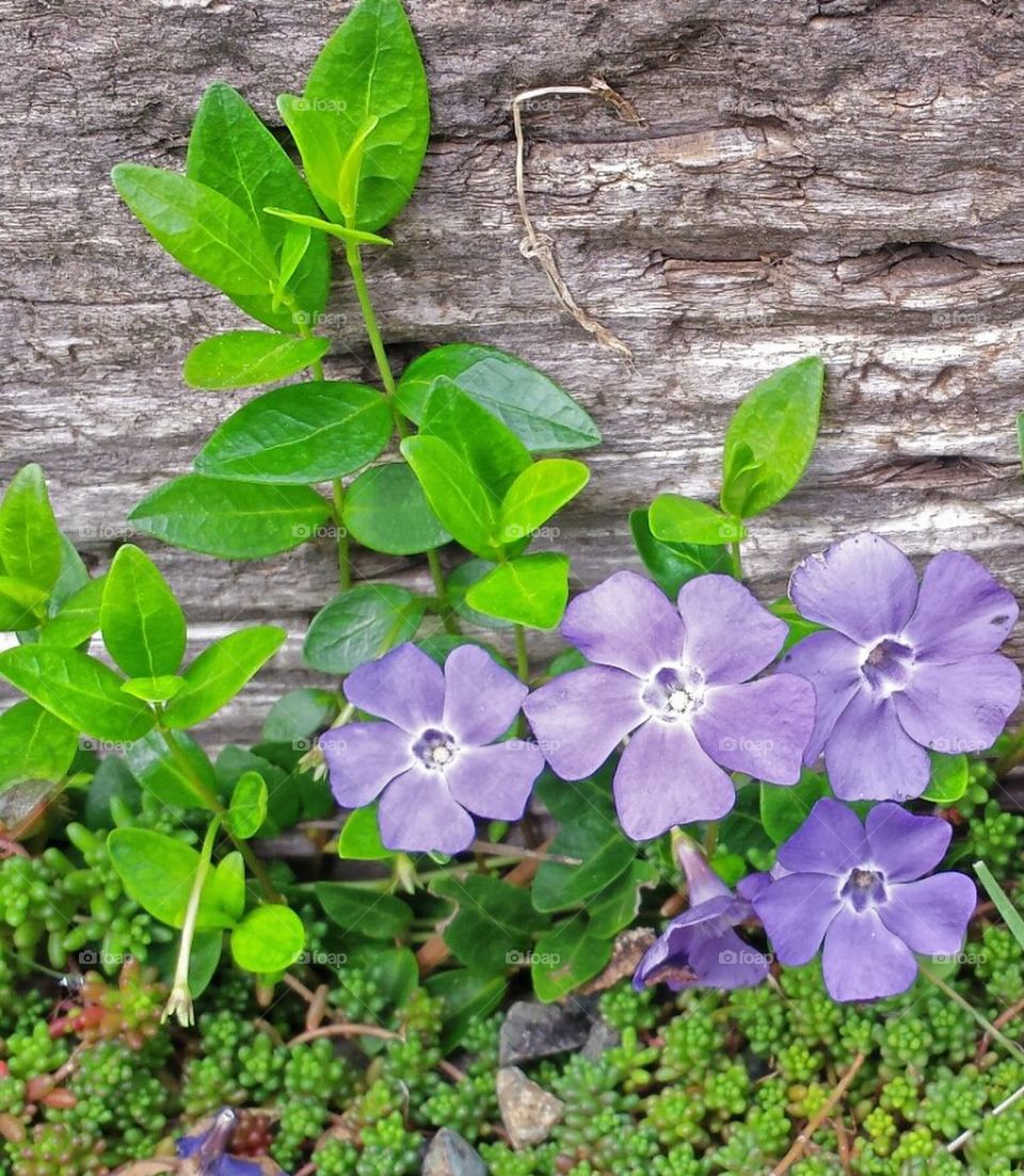 vinca minor