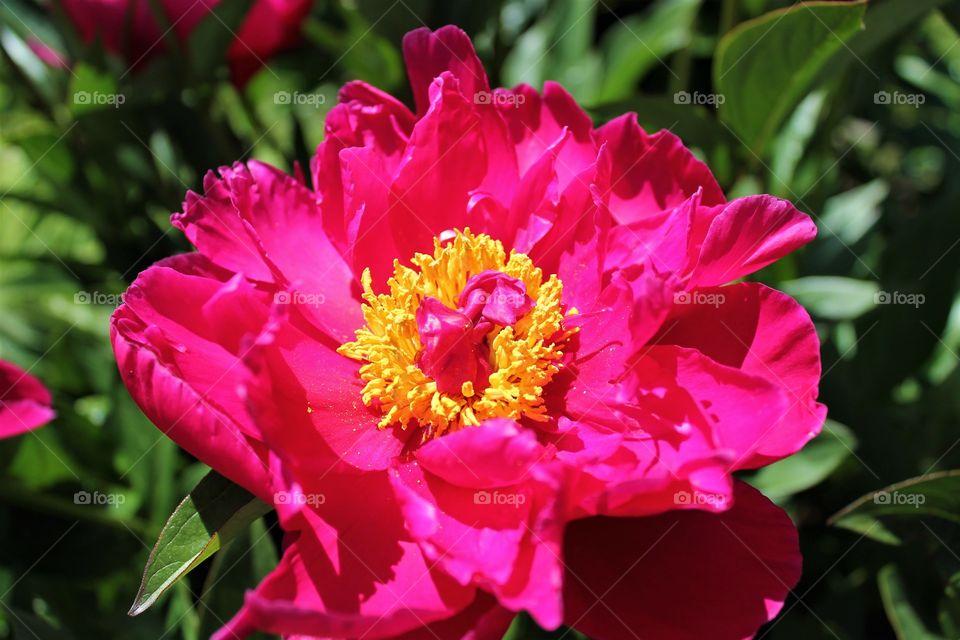 peony