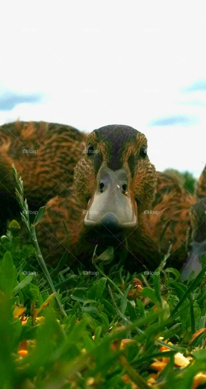 Face to face with duckling. close up with baby duck