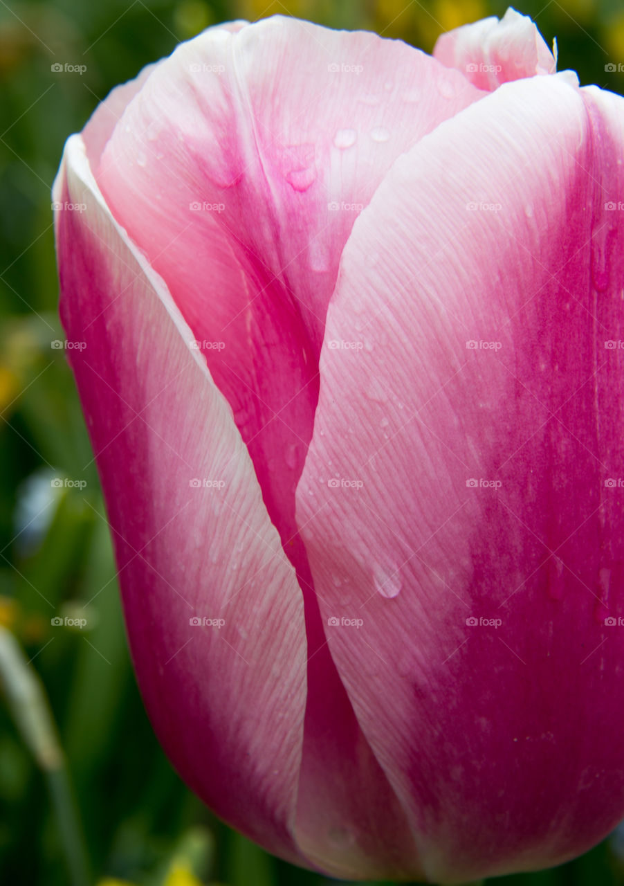 Tulips and water droplets 