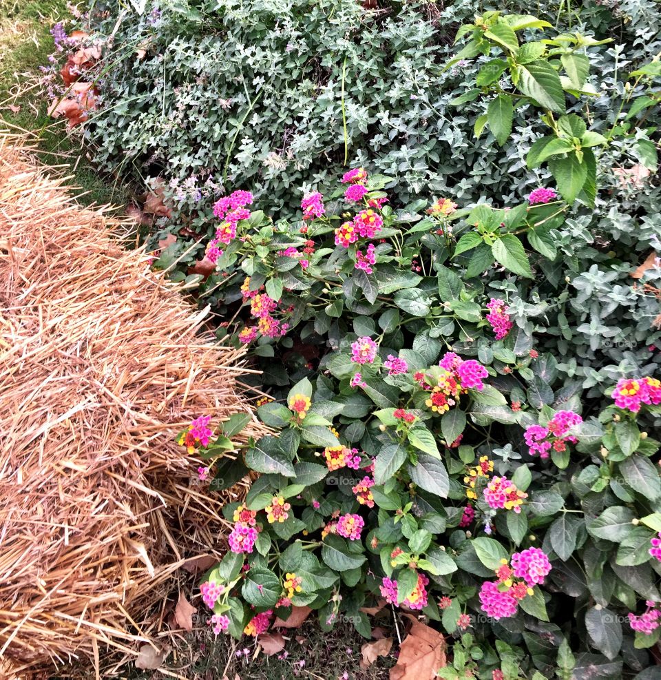 Straw and Lantana