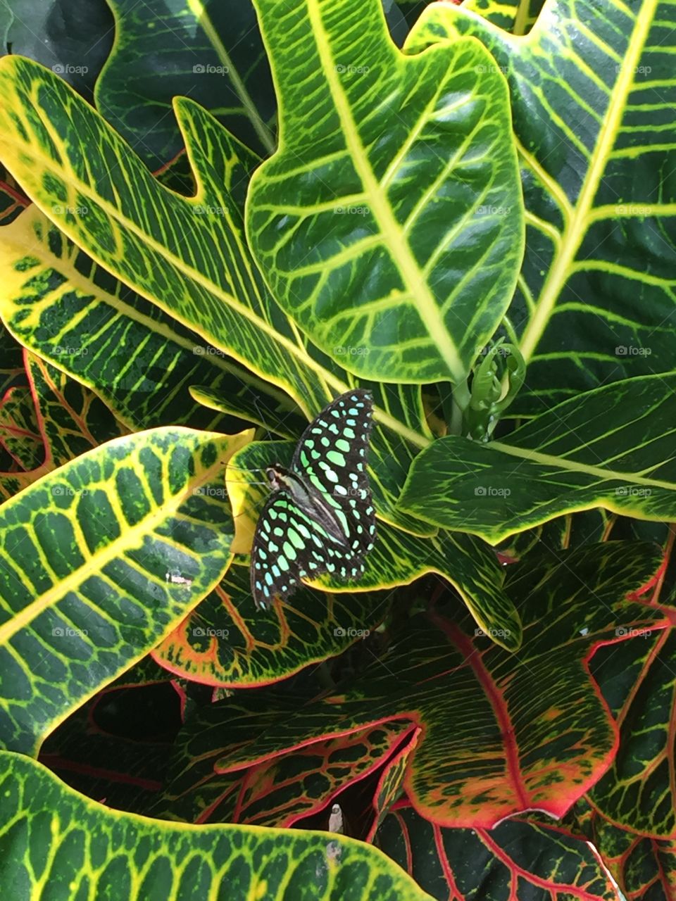Green butterfly on green leaf
