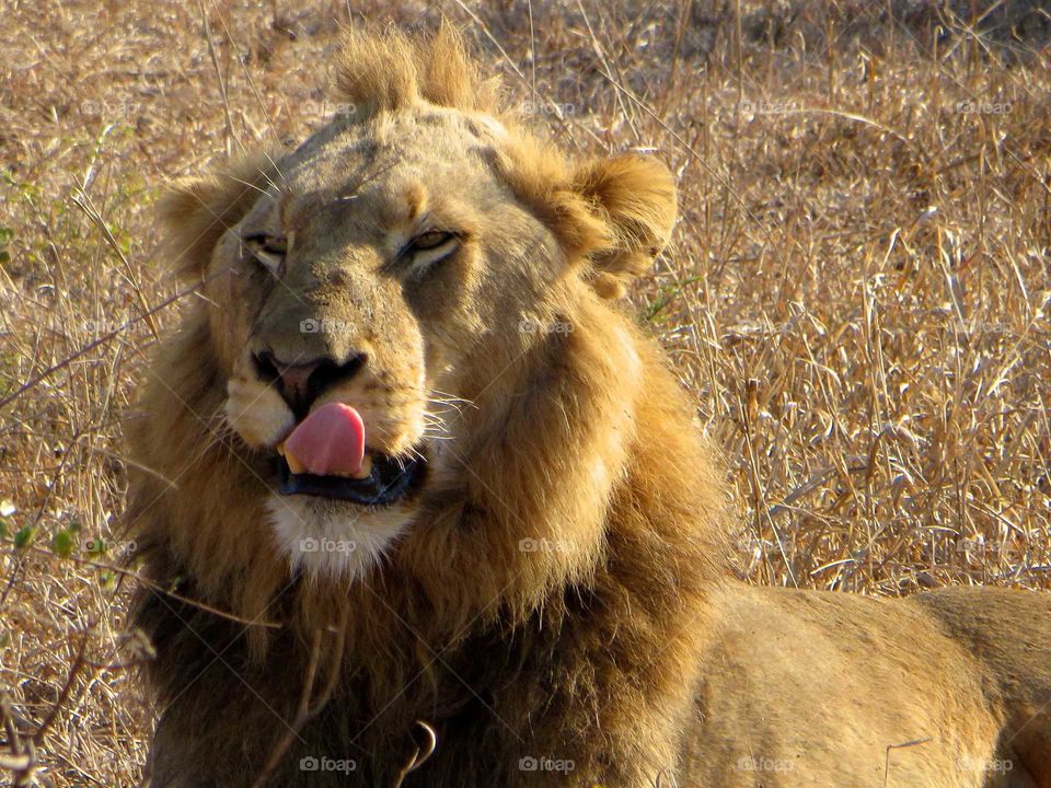 a young lion in Kruger National Park licks his lips upon waking from his nap