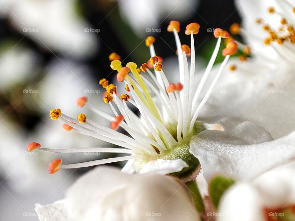 A beautiful macro photo of a spring tree flower with white petals and stunning tiny colourful stamens