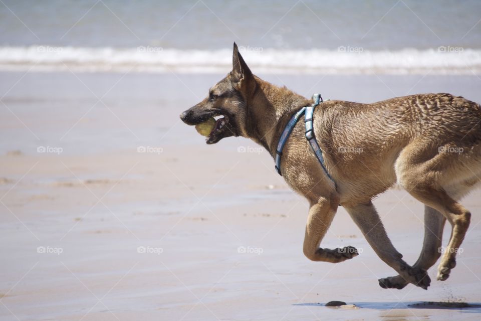 Dog play in a beach 