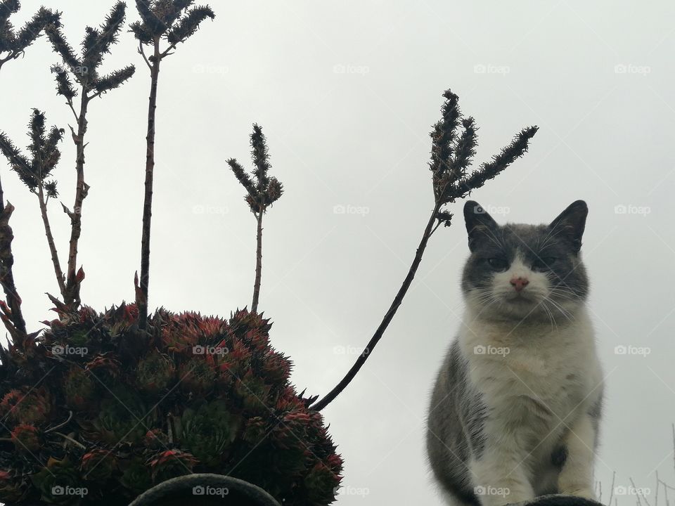 Cat on the roof with a plant