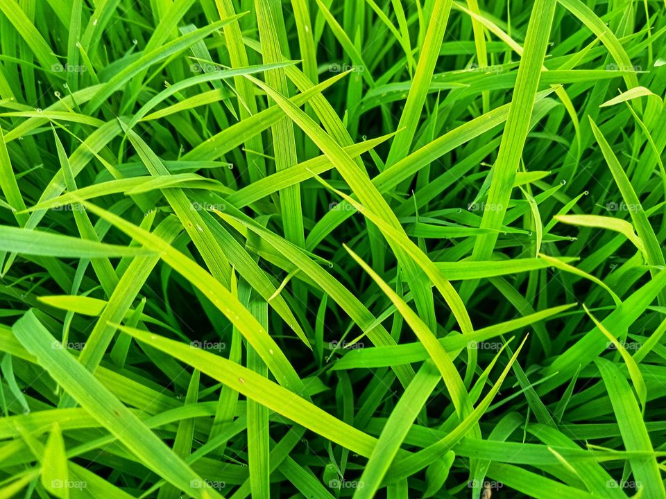 Fresh background of grass