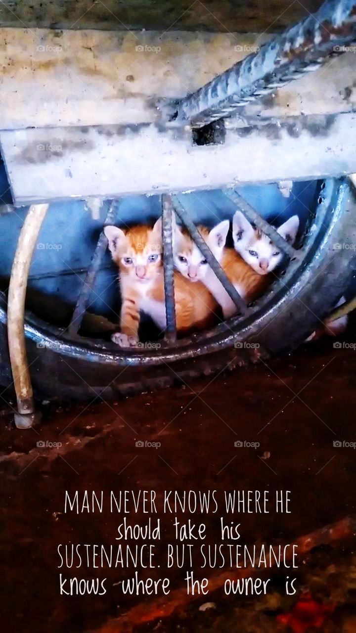 Man never knows where he should take his sustenance. But sustenance knows where the owner is