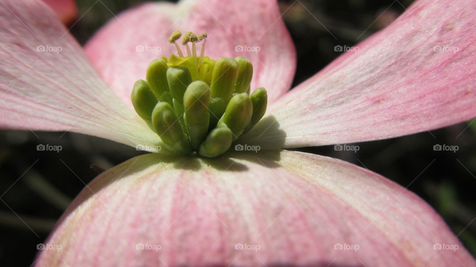 Close up of a Dogwood 