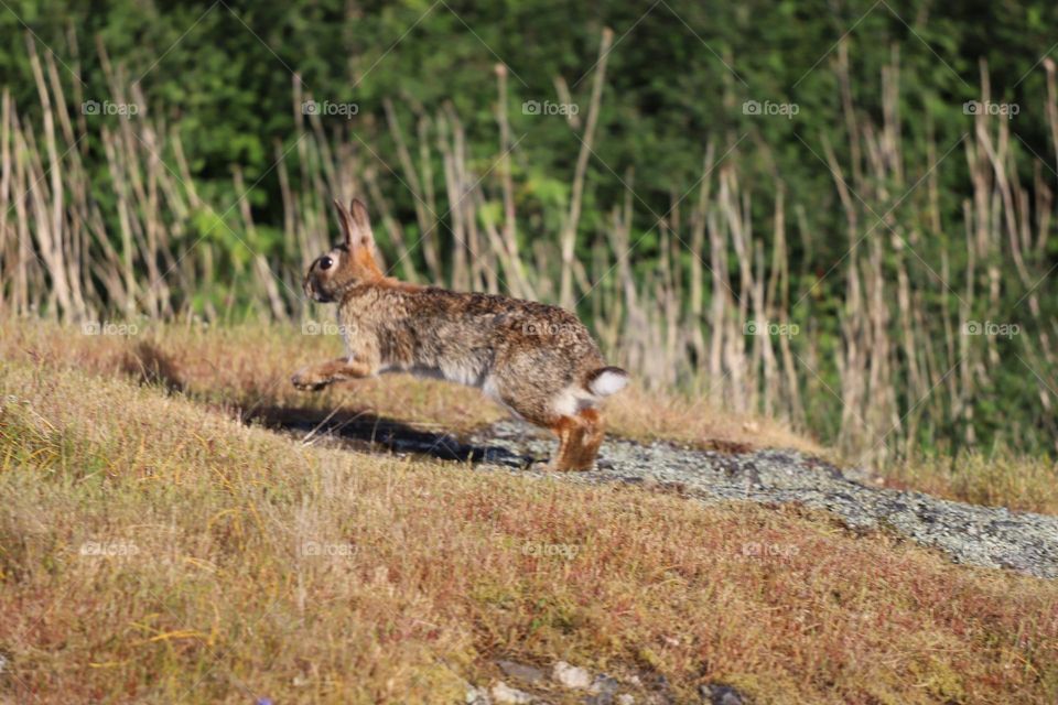 Bunny jumping on the field 