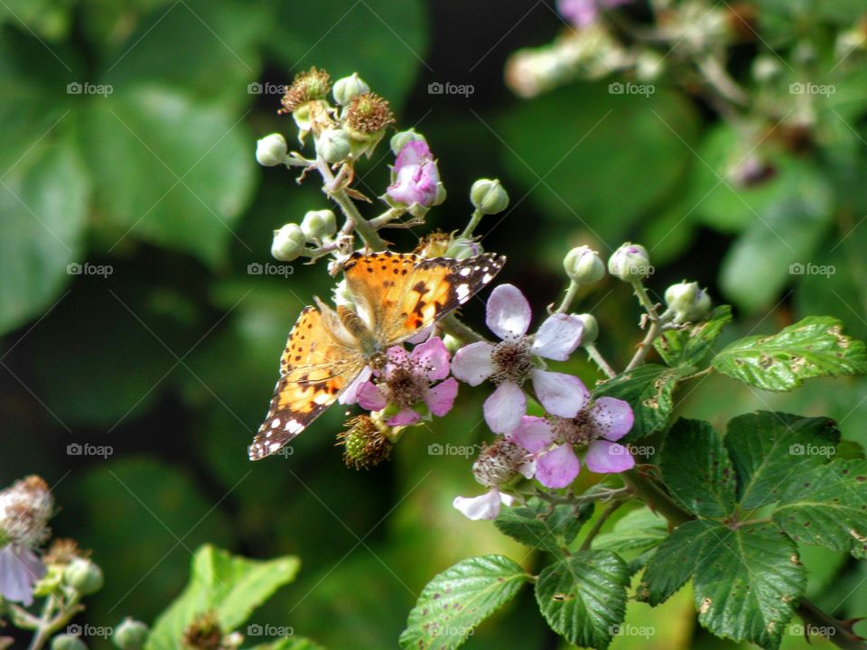 Butterfly pollinating on flower