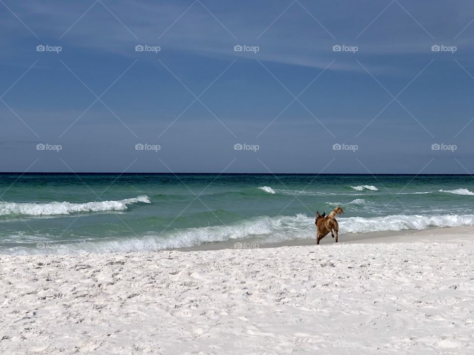 Golden retriever bounding into the waves on sunny beach 
