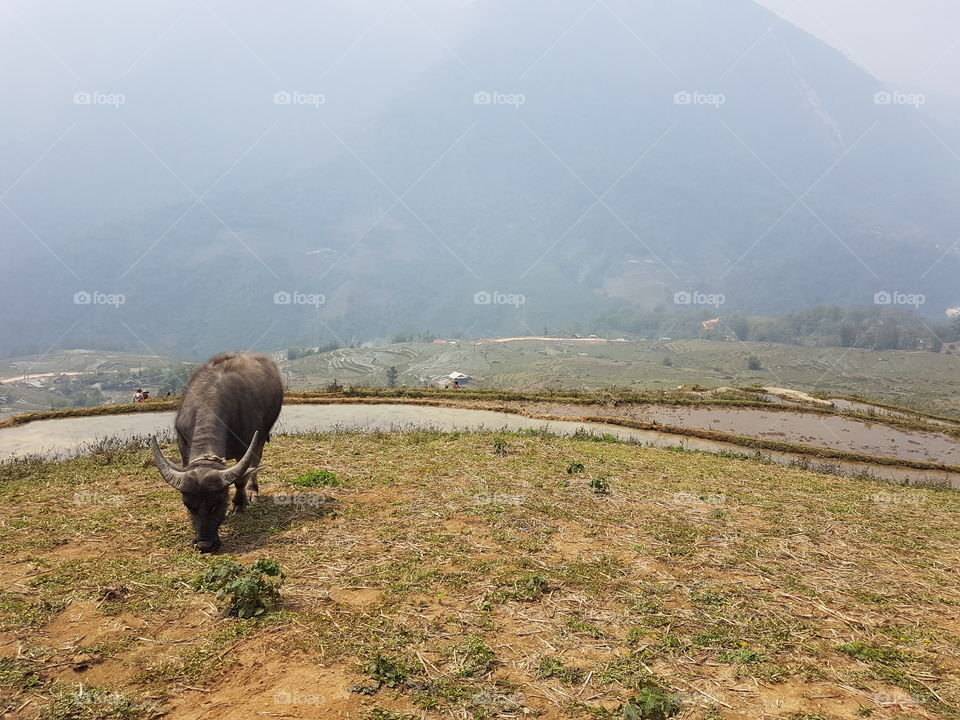 trekking in Sapa, Vietnam