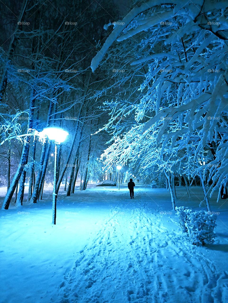 Trees in the snow in a snowy park