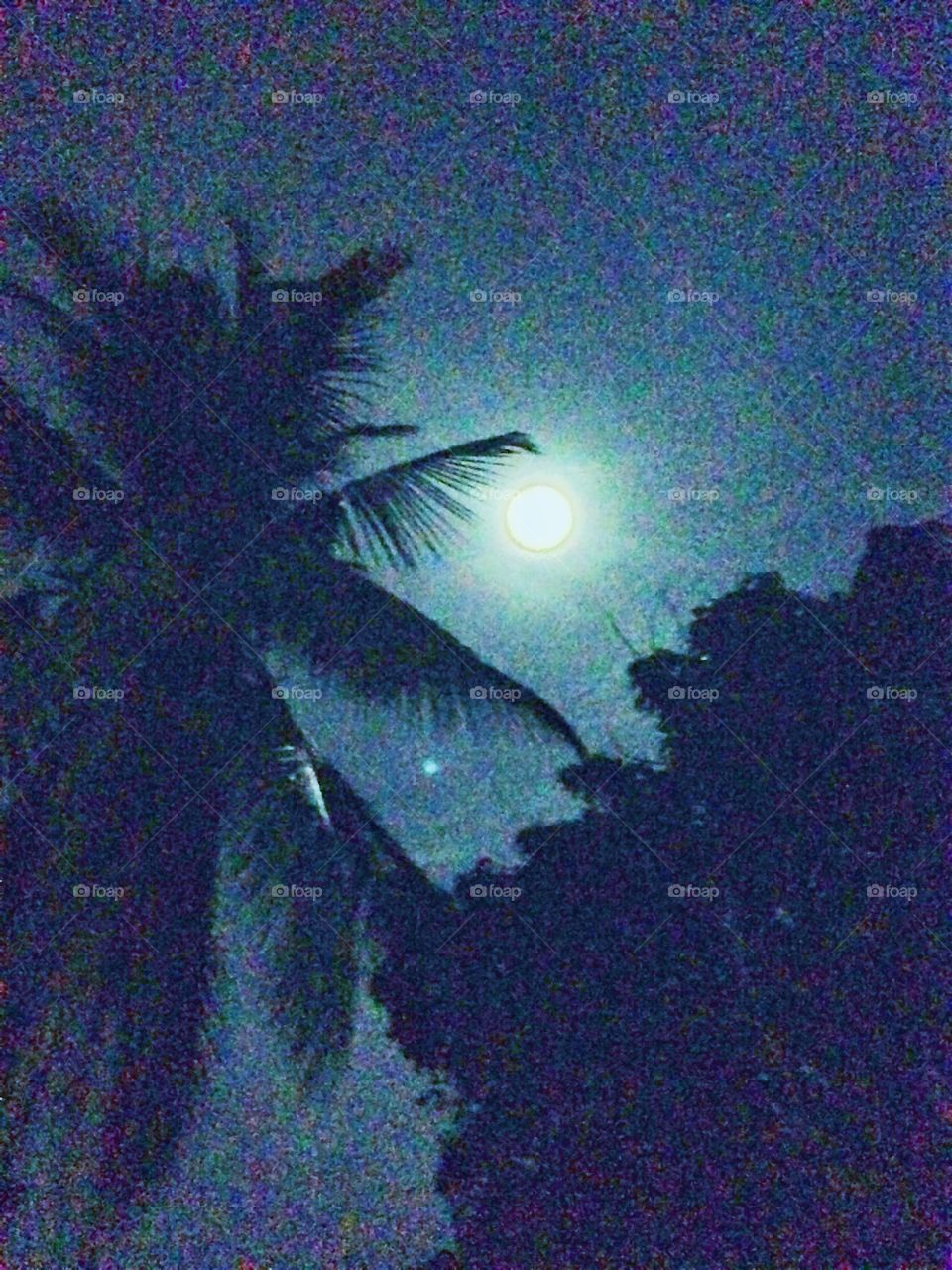 Looking up and seeing the moon above the palm trees! Beautiful evening in Thailand 