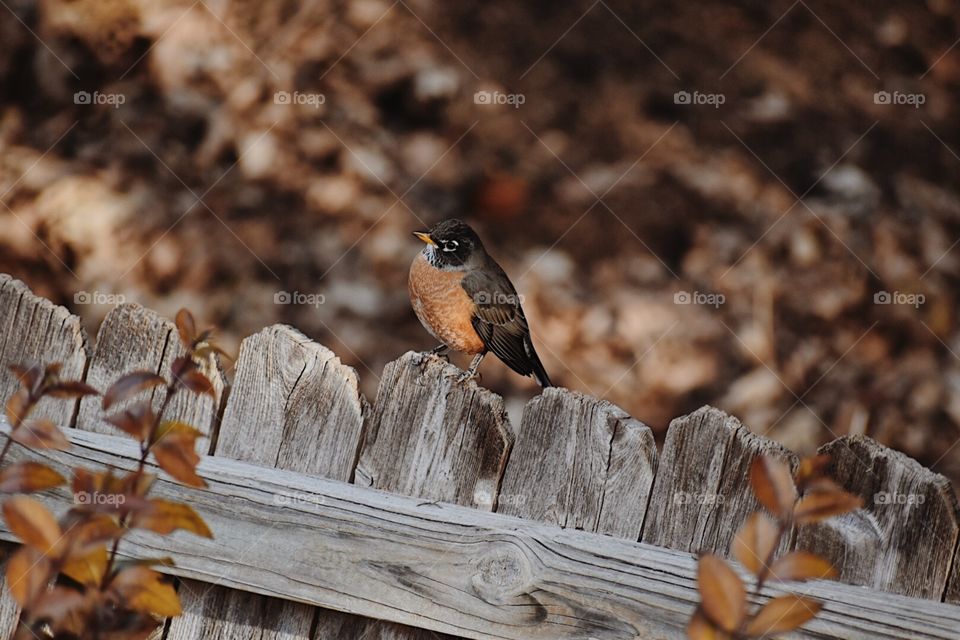 Bird close up