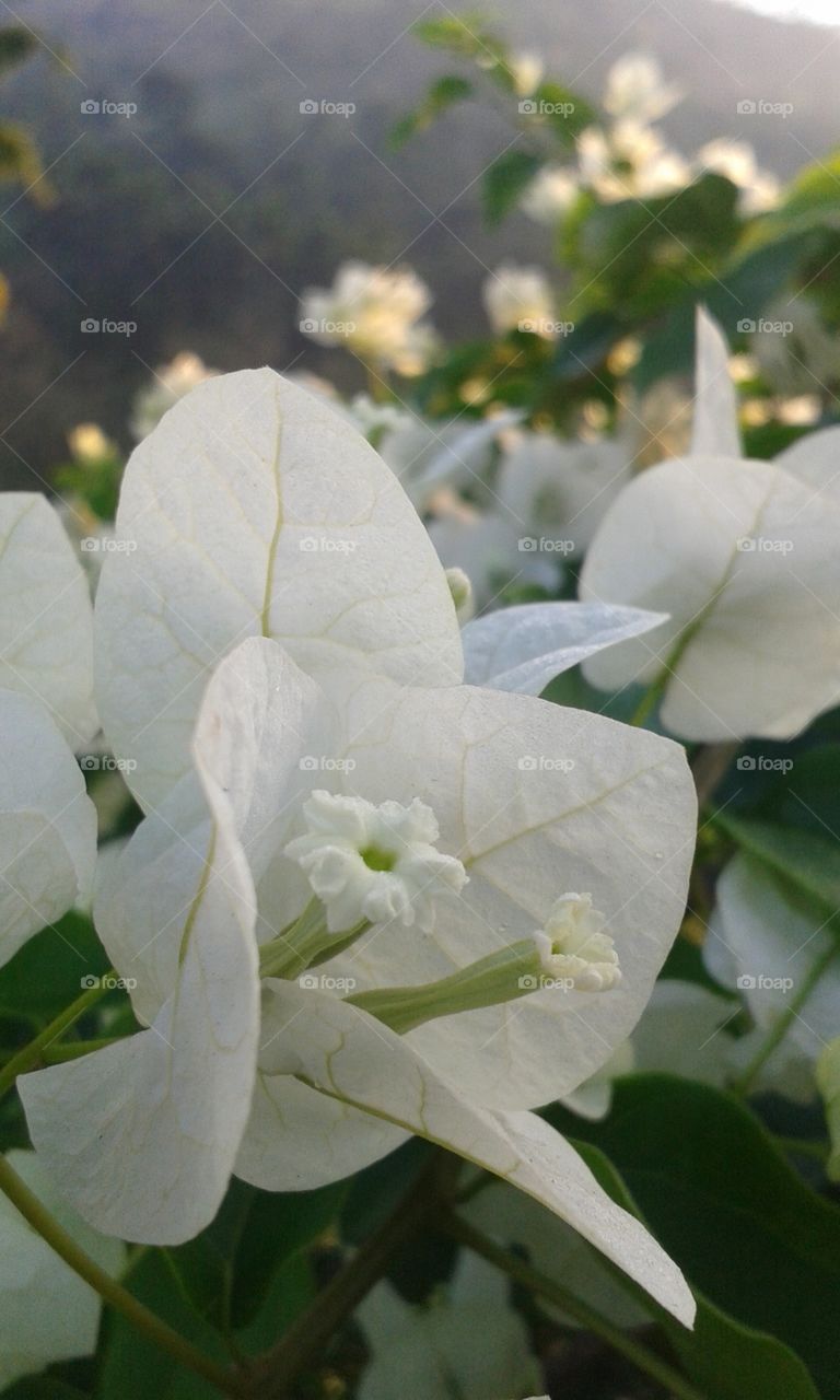 White Bouganville