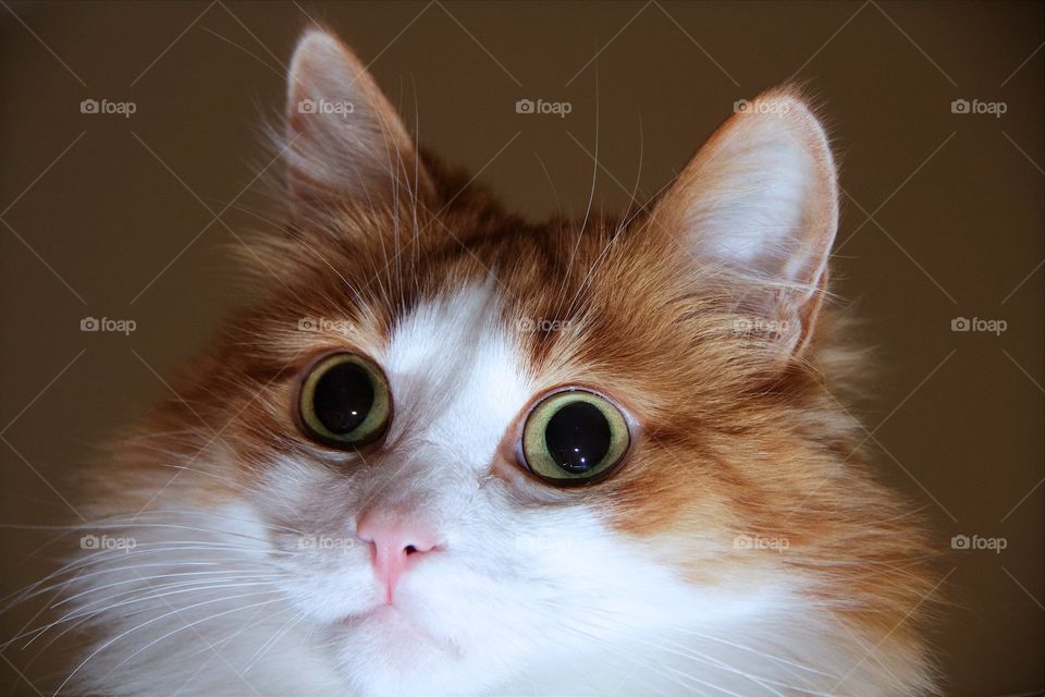 Close-up of norwegian forest cat