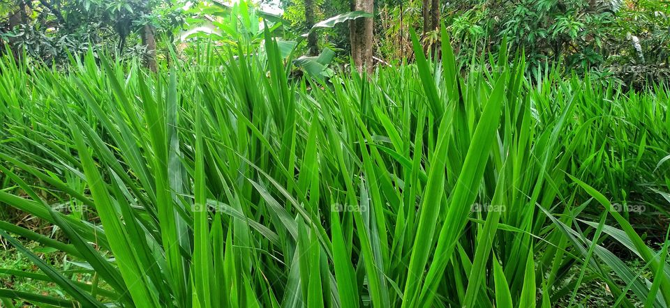 Elephant grass is a large-sized grass with high nutrition which is usually used as animal feed such as cows, goats, elephants