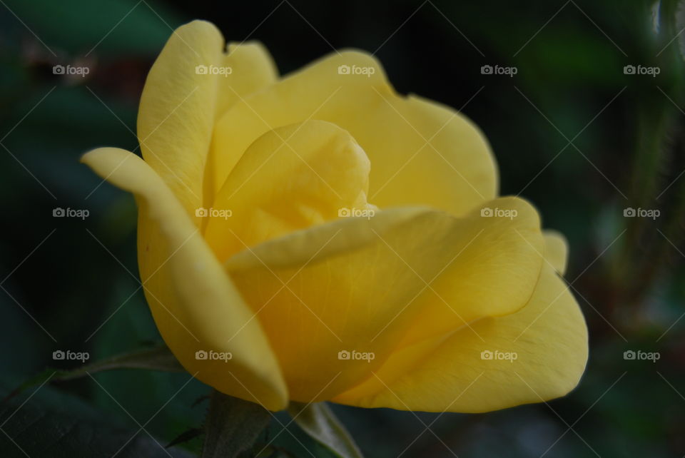 Yellow Rose. Yellow Rose