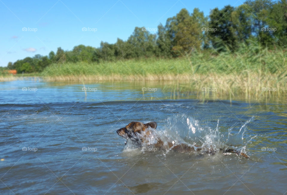 Dolly always looking for the greatest splash