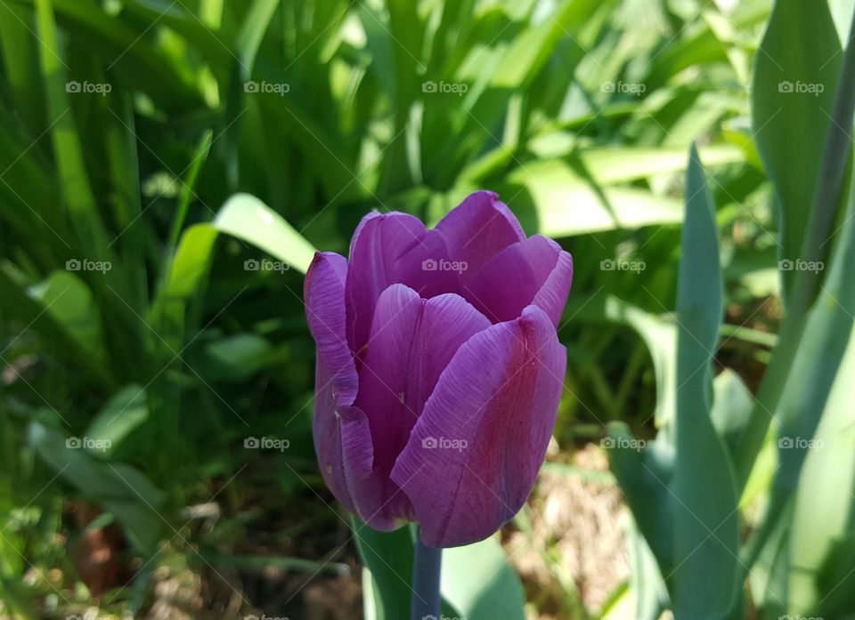 Purple Tulip