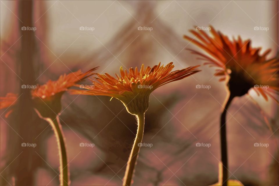 Three orange flowers