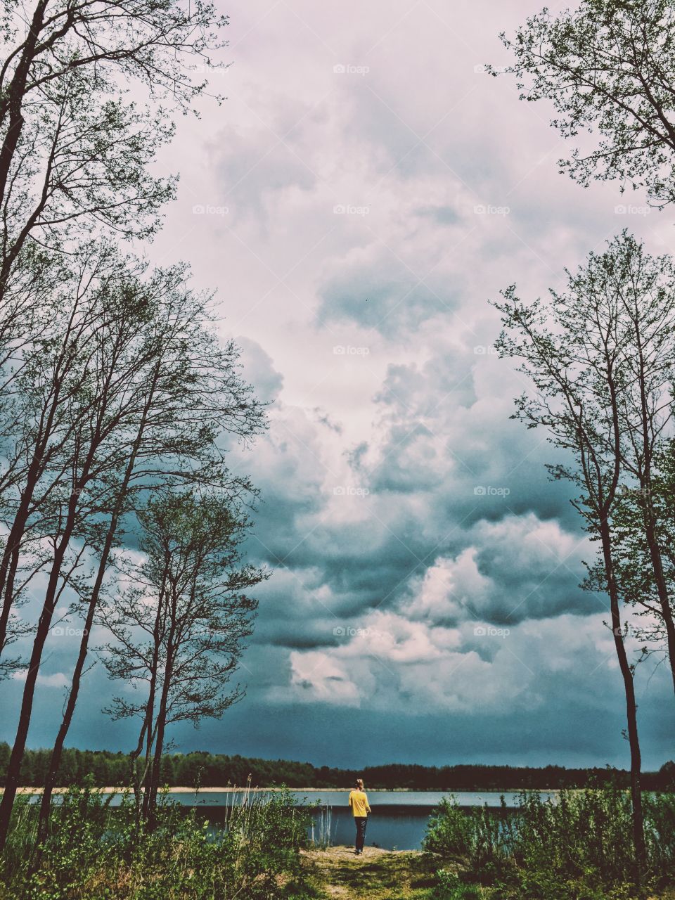 Tree, Wood, No Person, Nature, Landscape