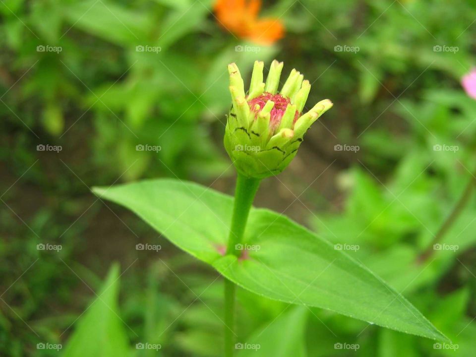 Flower