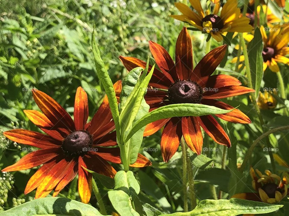 Black-eyed Susans