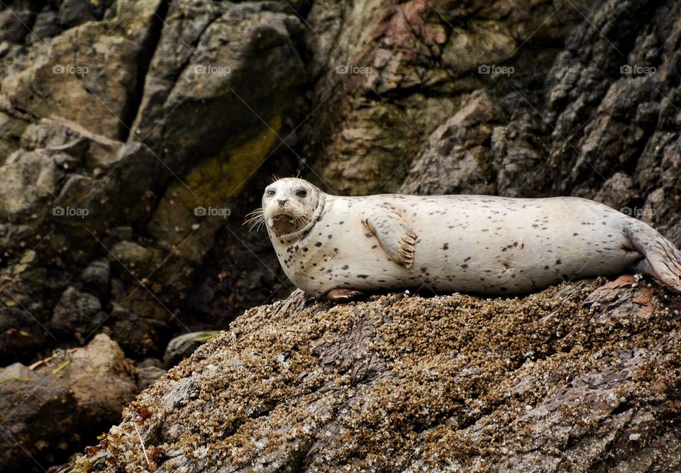 Harbor Seal