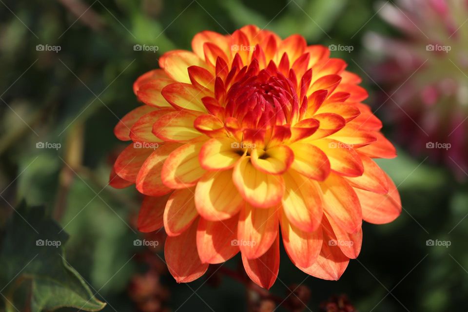 End of summer flower