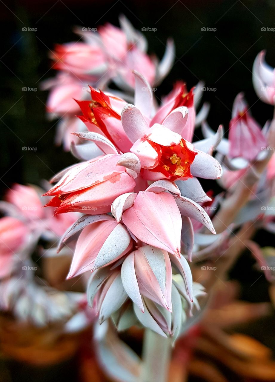 flowers of cactus