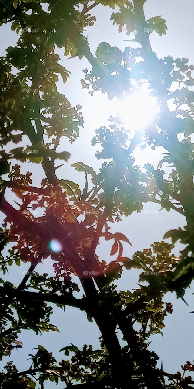 the sunlight passing through the leaves , branches and gives a pinkies light color