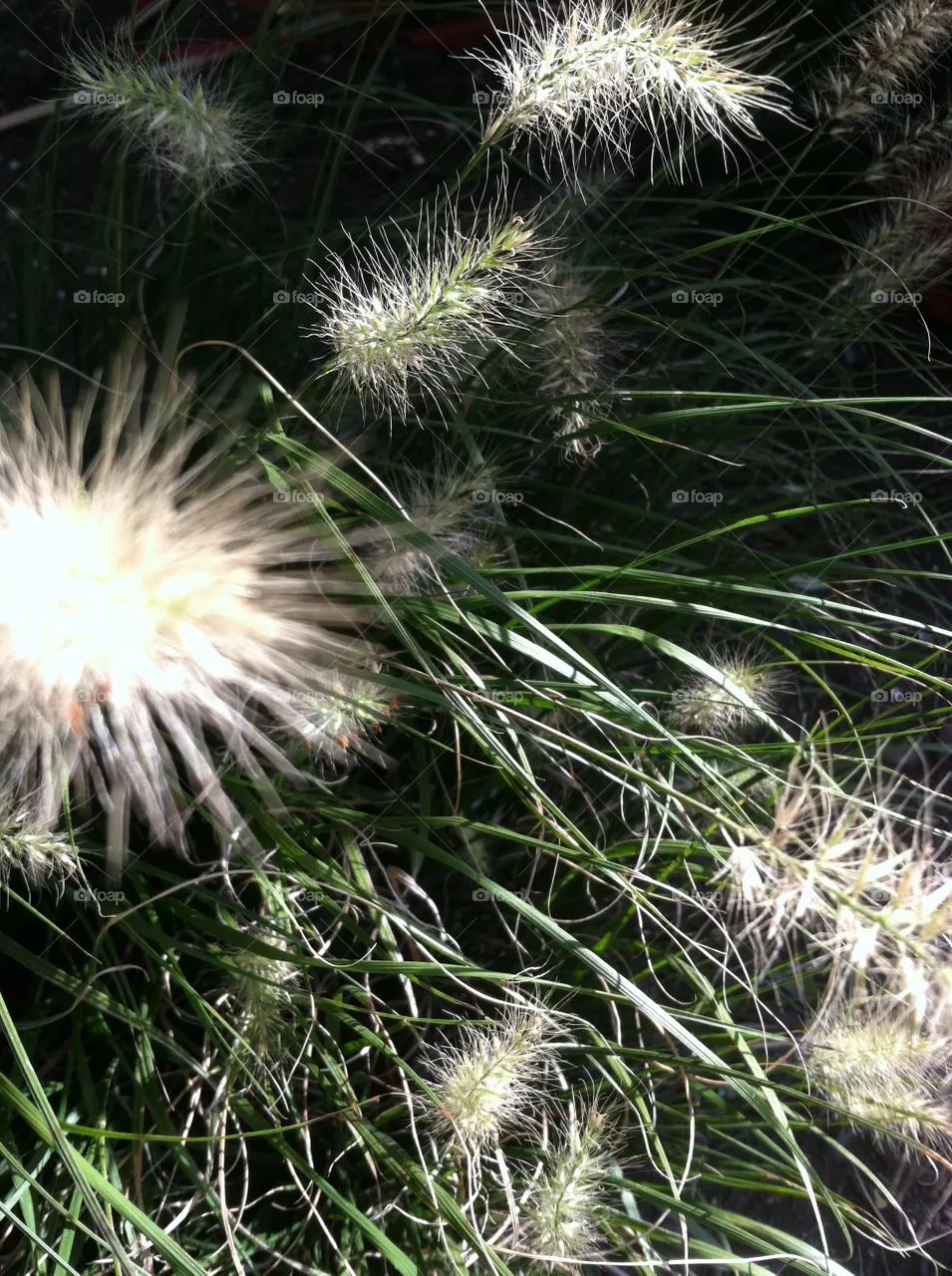Nature, Grass, Summer, Flora, No Person