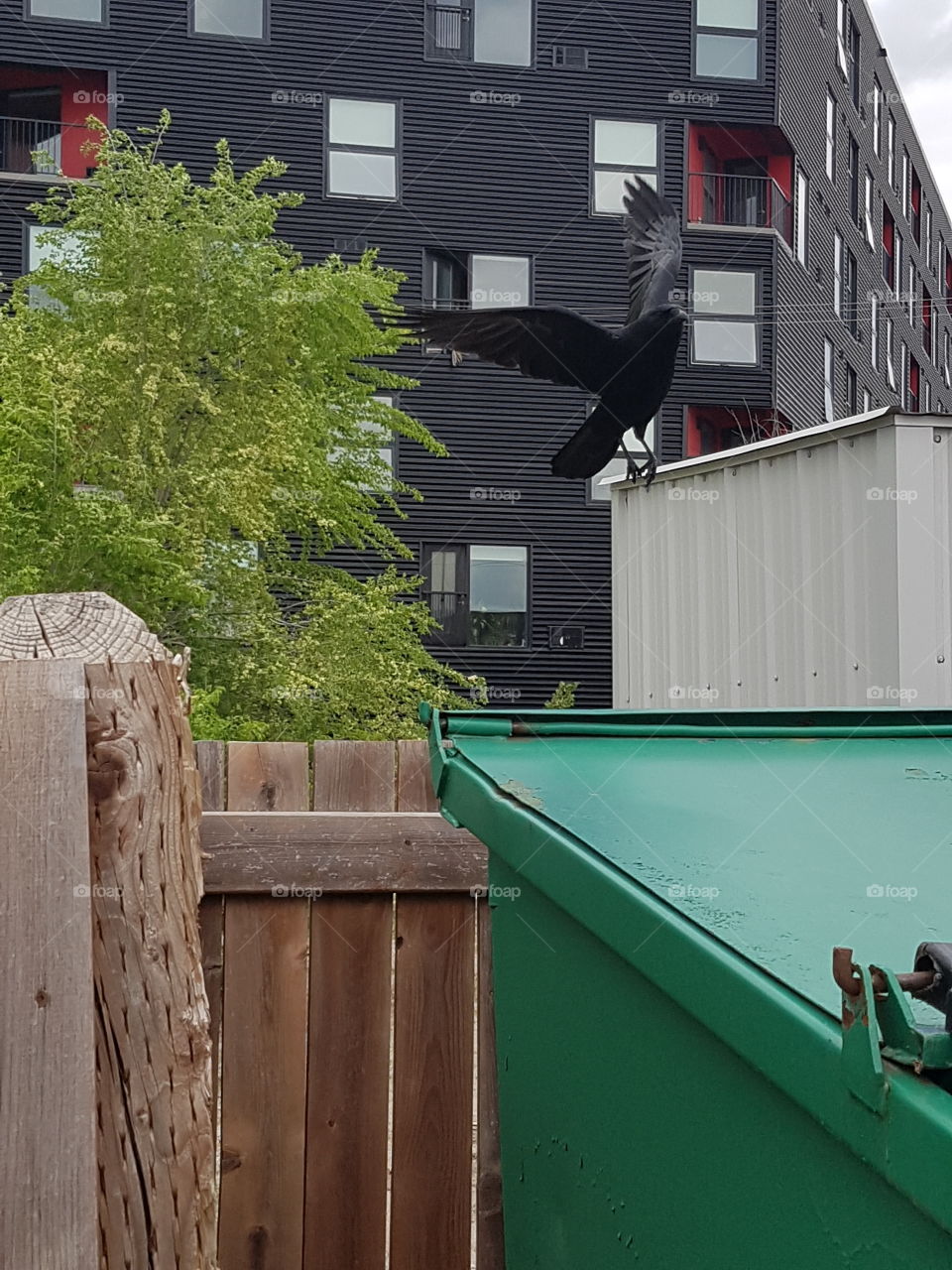 "Corrugated Crow" by Justin Hanuschuk, taking flight from a recycling bin