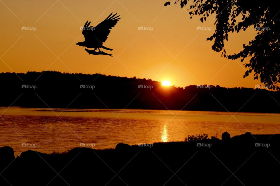 Sunset reflecting on the lake with a raptor flying carrying a fish
