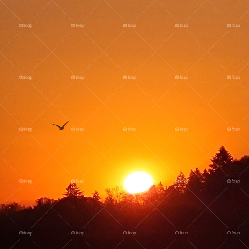 Bird flying into the rising sun