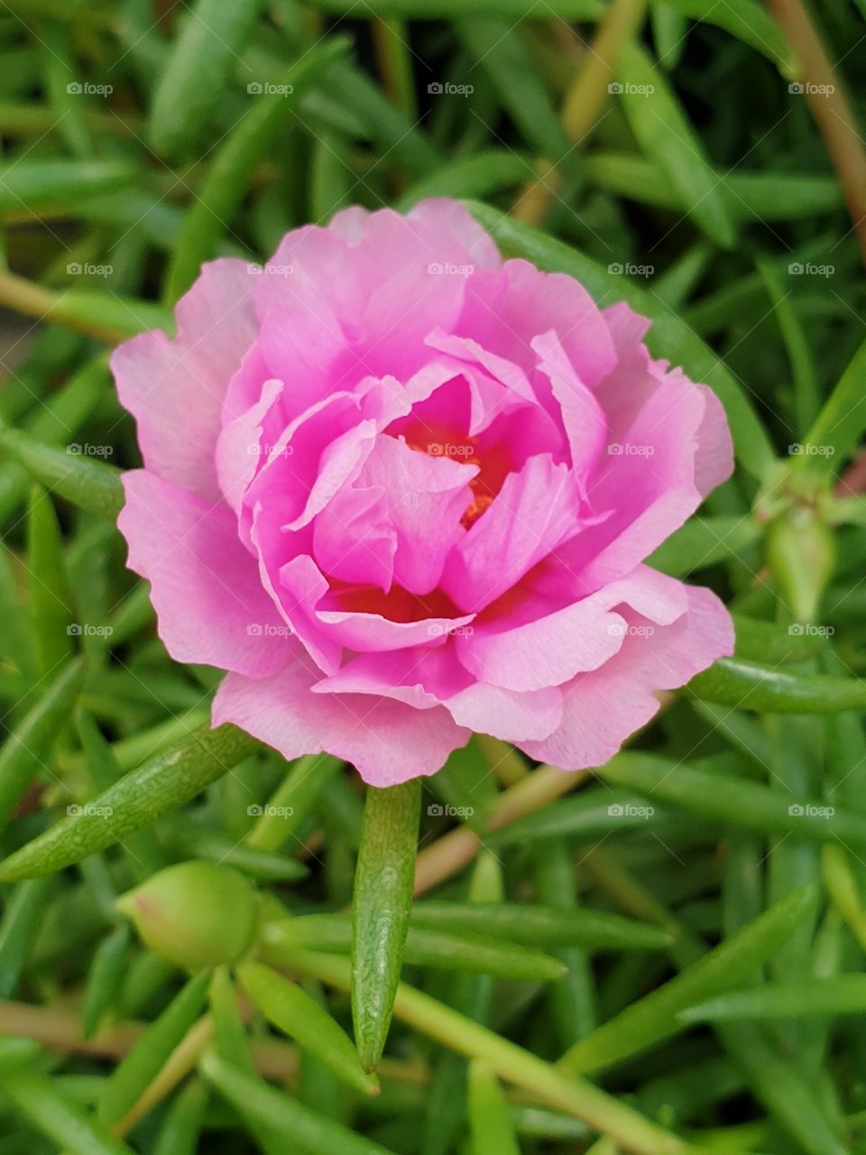 the portulaca grandiflora